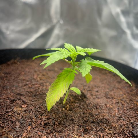 Über-Chocolate  growlog timeline photo