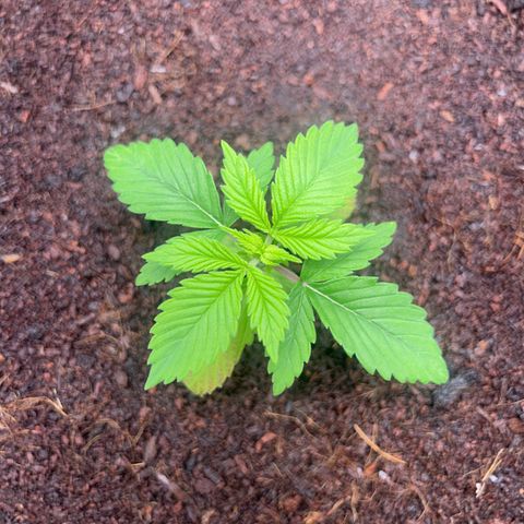 Über-Chocolate  growlog timeline photo
