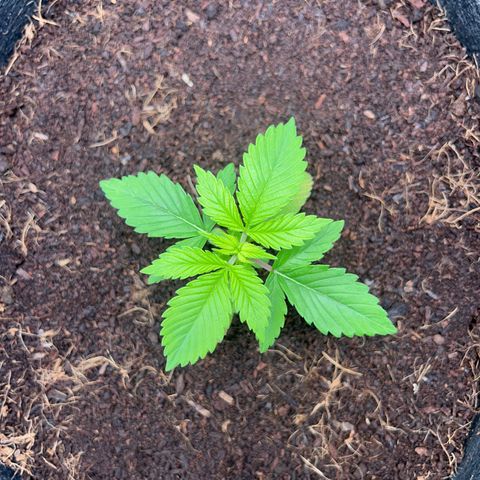 Über-Chocolate  growlog timeline photo