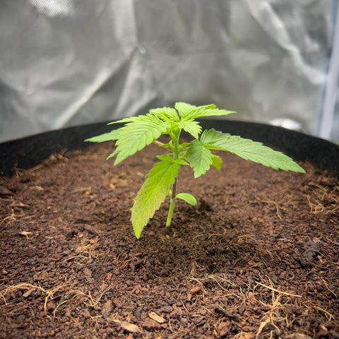 Über-Chocolate  growlog timeline photo