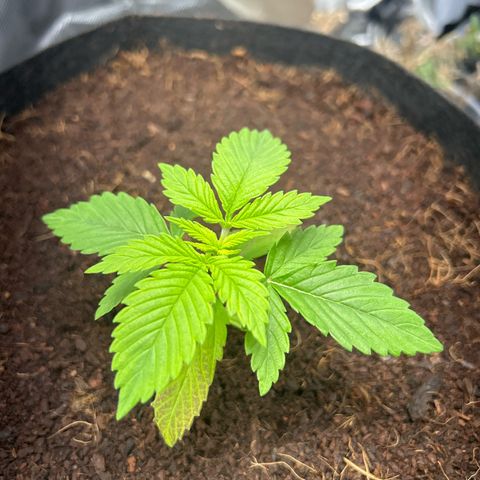 Über-Chocolate  growlog timeline photo
