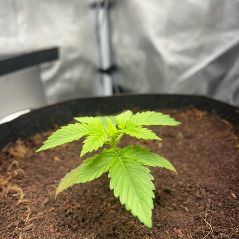 Über-Chocolate  growlog timeline photo