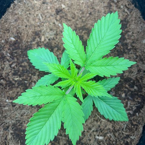 Über-Chocolate  growlog timeline photo