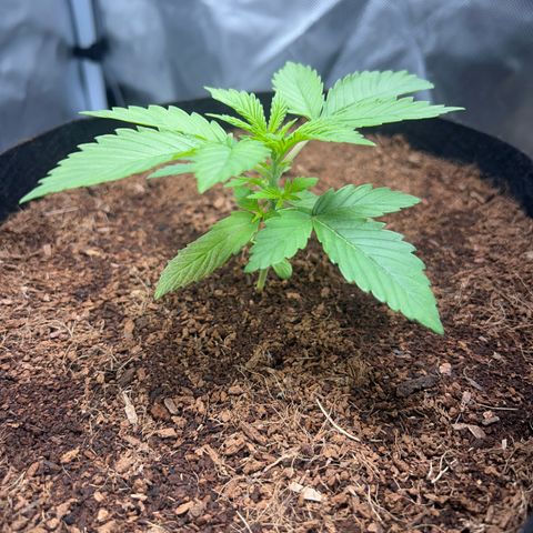 Über-Chocolate  growlog timeline photo