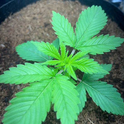Über-Chocolate  growlog timeline photo