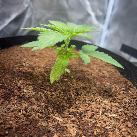 Über-Chocolate  growlog timeline photo