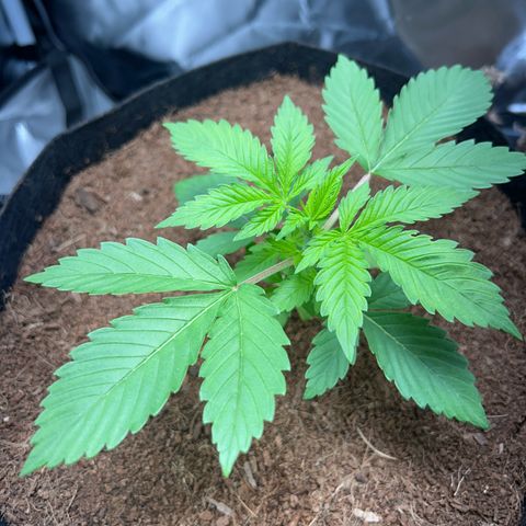 Über-Chocolate  growlog timeline photo