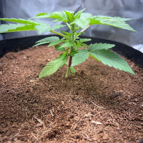 Über-Chocolate  growlog timeline photo