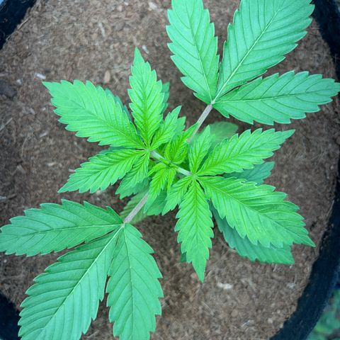 Über-Chocolate  growlog timeline photo
