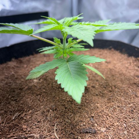 Über-Chocolate  growlog timeline photo