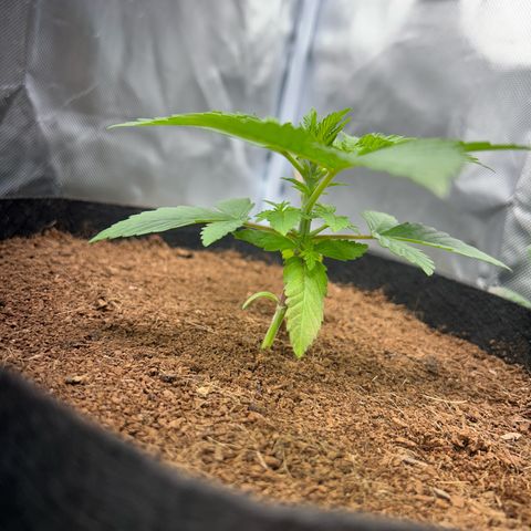 Über-Chocolate  growlog timeline photo