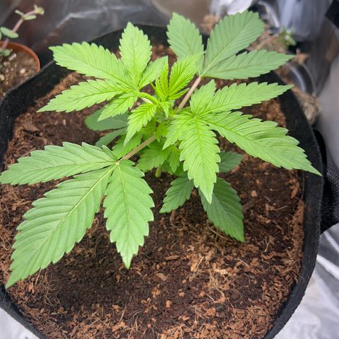 Über-Chocolate  growlog timeline photo