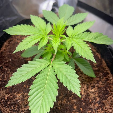 Über-Chocolate  growlog timeline photo