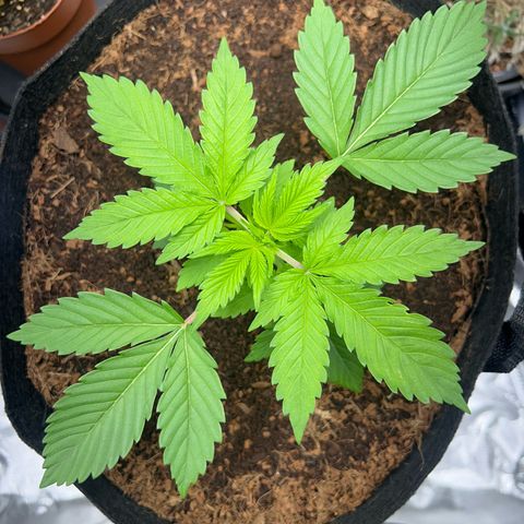 Über-Chocolate  growlog timeline photo