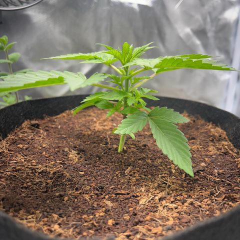 Über-Chocolate  growlog timeline photo