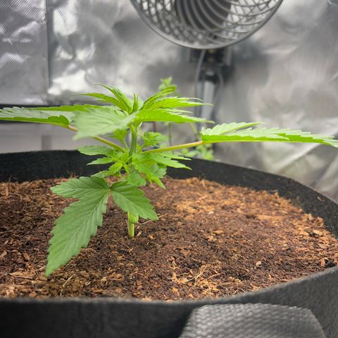 Über-Chocolate  growlog timeline photo