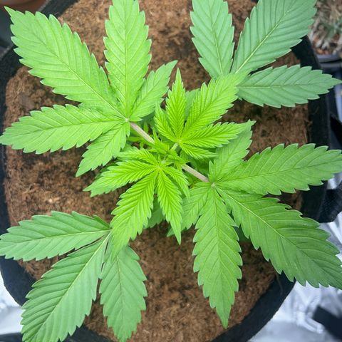 Über-Chocolate  growlog timeline photo