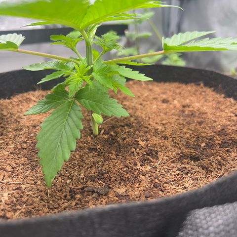 Über-Chocolate  growlog timeline photo