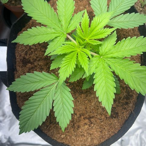 Über-Chocolate  growlog timeline photo