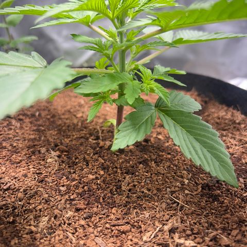Über-Chocolate  growlog timeline photo