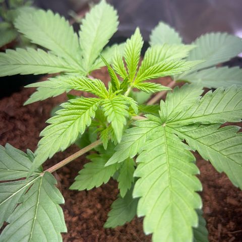 Über-Chocolate  growlog timeline photo