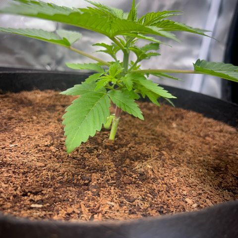 Über-Chocolate  growlog timeline photo