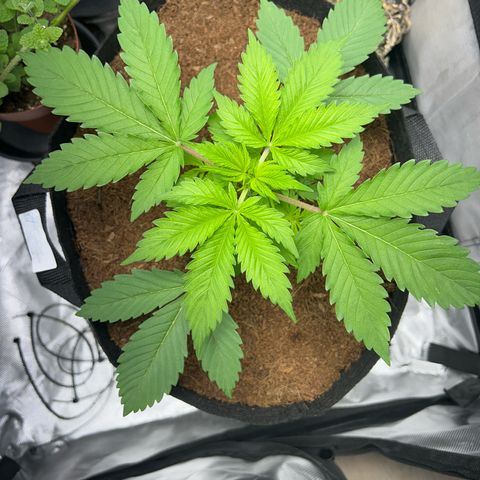 Über-Chocolate  growlog timeline photo