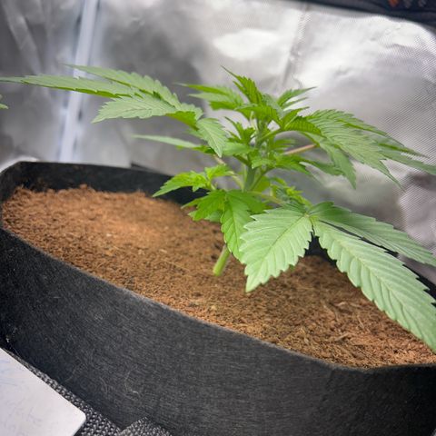 Über-Chocolate  growlog timeline photo