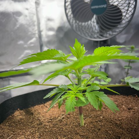 Über-Chocolate  growlog timeline photo