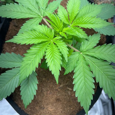 Über-Chocolate  growlog timeline photo