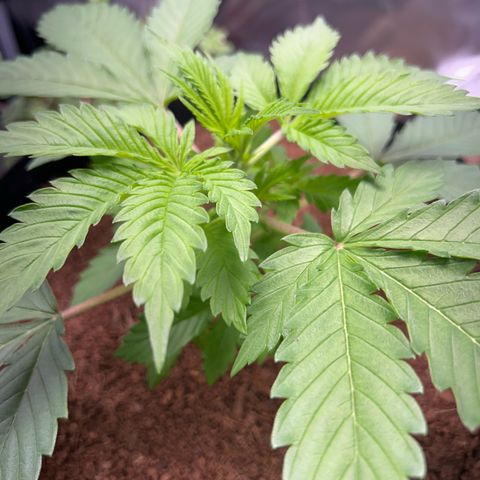 Über-Chocolate  growlog timeline photo
