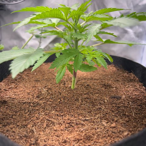 Über-Chocolate  growlog timeline photo