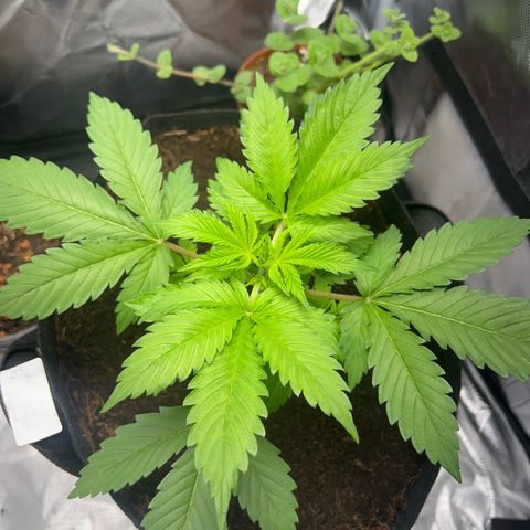 Über-Chocolate  growlog timeline photo