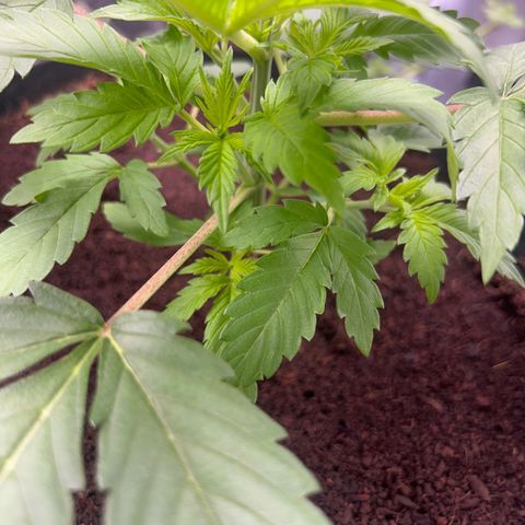 Über-Chocolate  growlog timeline photo