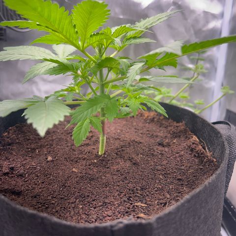Über-Chocolate  growlog timeline photo