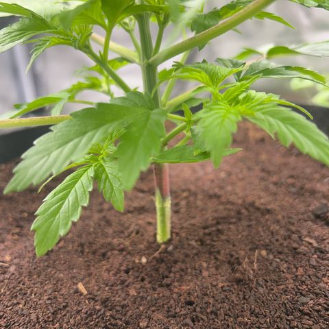 Über-Chocolate  growlog timeline photo