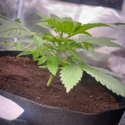 Über-Chocolate  growlog timeline photo