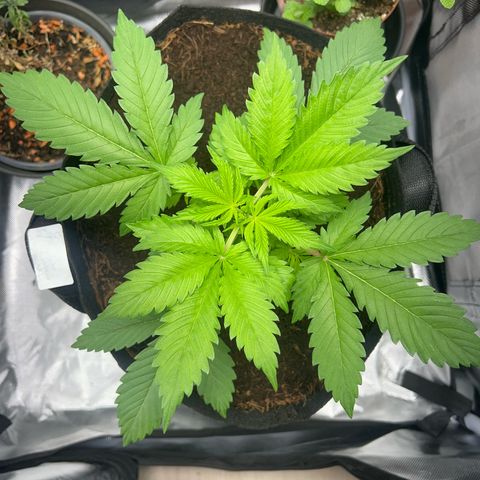 Über-Chocolate  growlog timeline photo