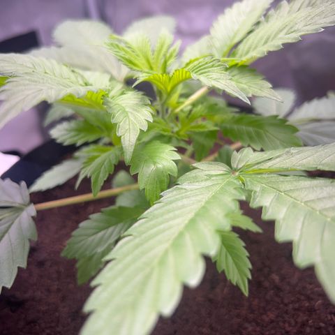 Über-Chocolate  growlog timeline photo