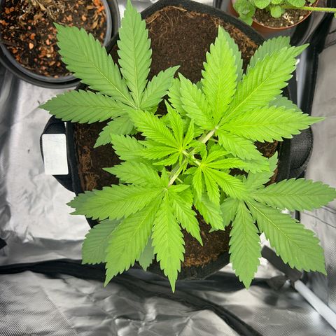 Über-Chocolate  growlog timeline photo