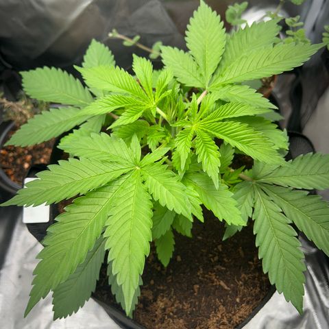 Über-Chocolate  growlog timeline photo