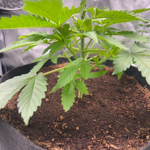 Über-Chocolate  growlog timeline photo