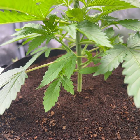 Über-Chocolate  growlog timeline photo