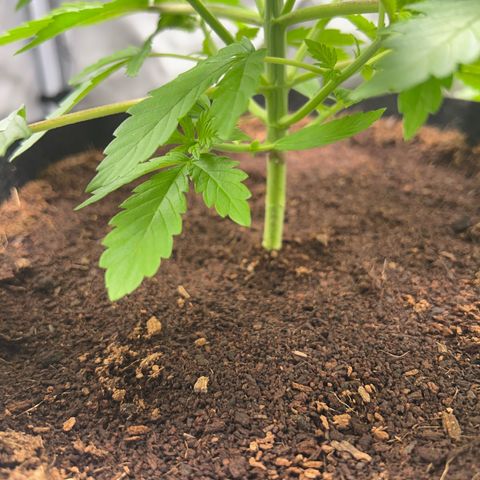 Über-Chocolate  growlog timeline photo