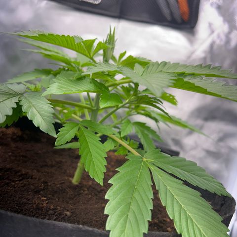 Über-Chocolate  growlog timeline photo