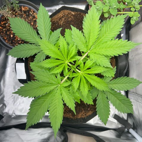 Über-Chocolate  growlog timeline photo