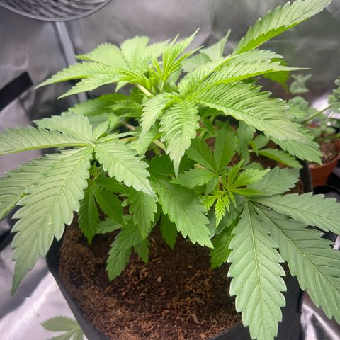 Über-Chocolate  growlog timeline photo