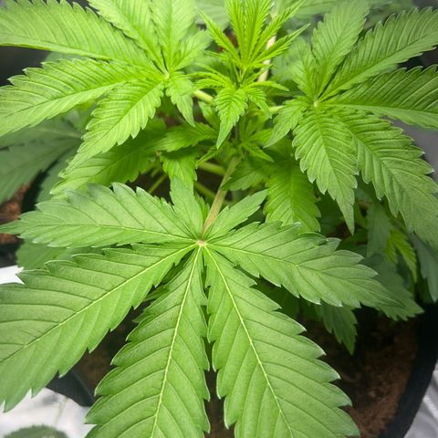 Über-Chocolate  growlog timeline photo