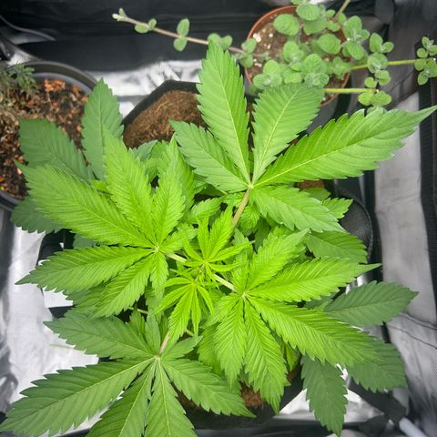 Über-Chocolate  growlog timeline photo