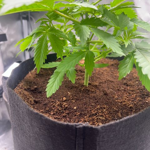 Über-Chocolate  growlog timeline photo